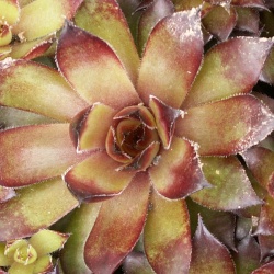 Sempervivum - Dachwurz - Hauswurz